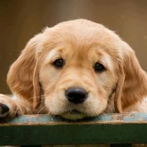 Meet your Posher, Windy